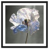 Shirley Poppy | Morning Silk thumbnail
