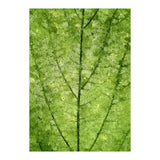 Nature Veins (Print Only) thumbnail