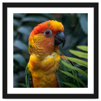 Close Up Of A Colorful Sun Conure Parrot