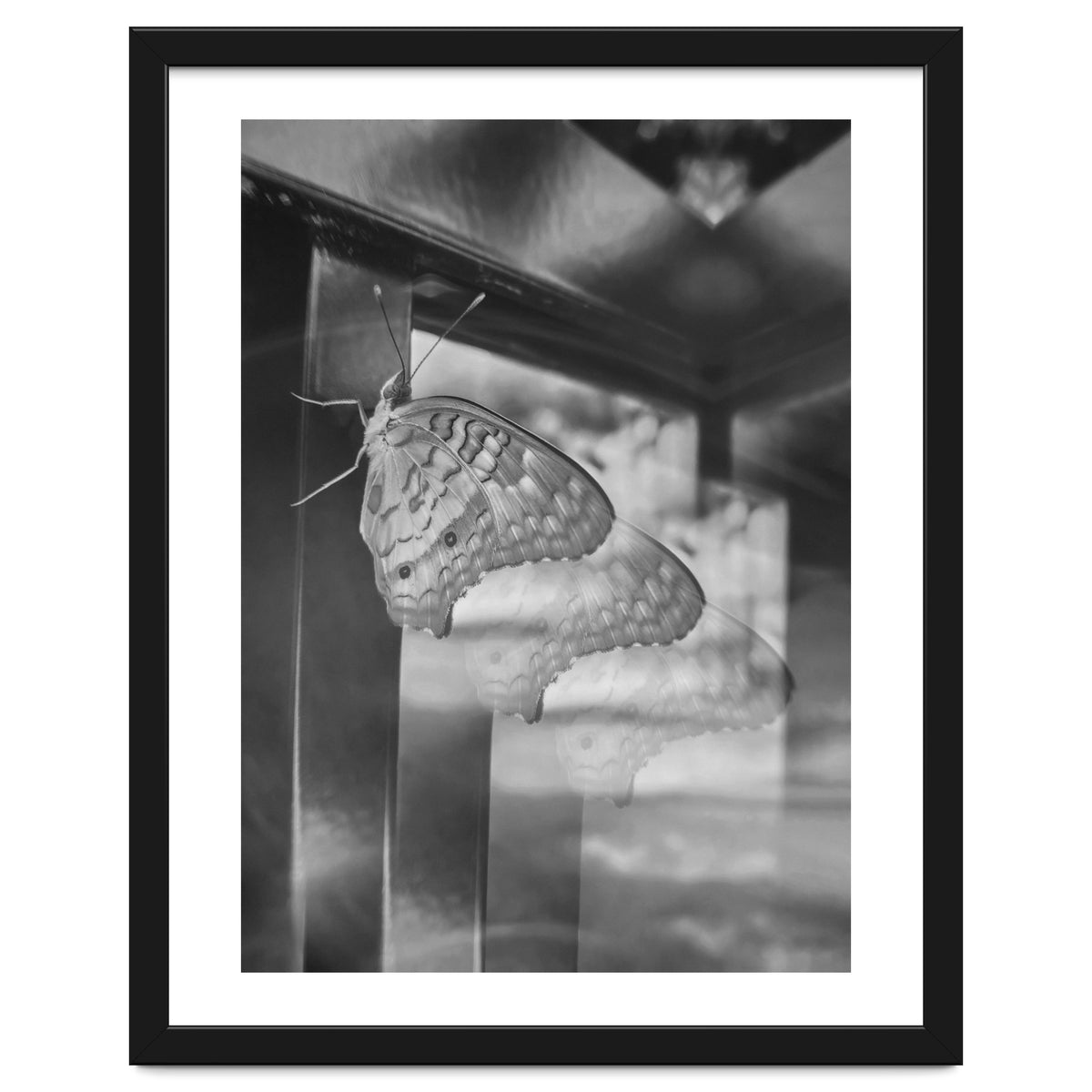 Evolving | Black & White