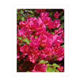 Pink Bougainvillea Flowers (Print Only) thumbnail