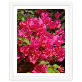 Pink Bougainvillea Flowers thumbnail