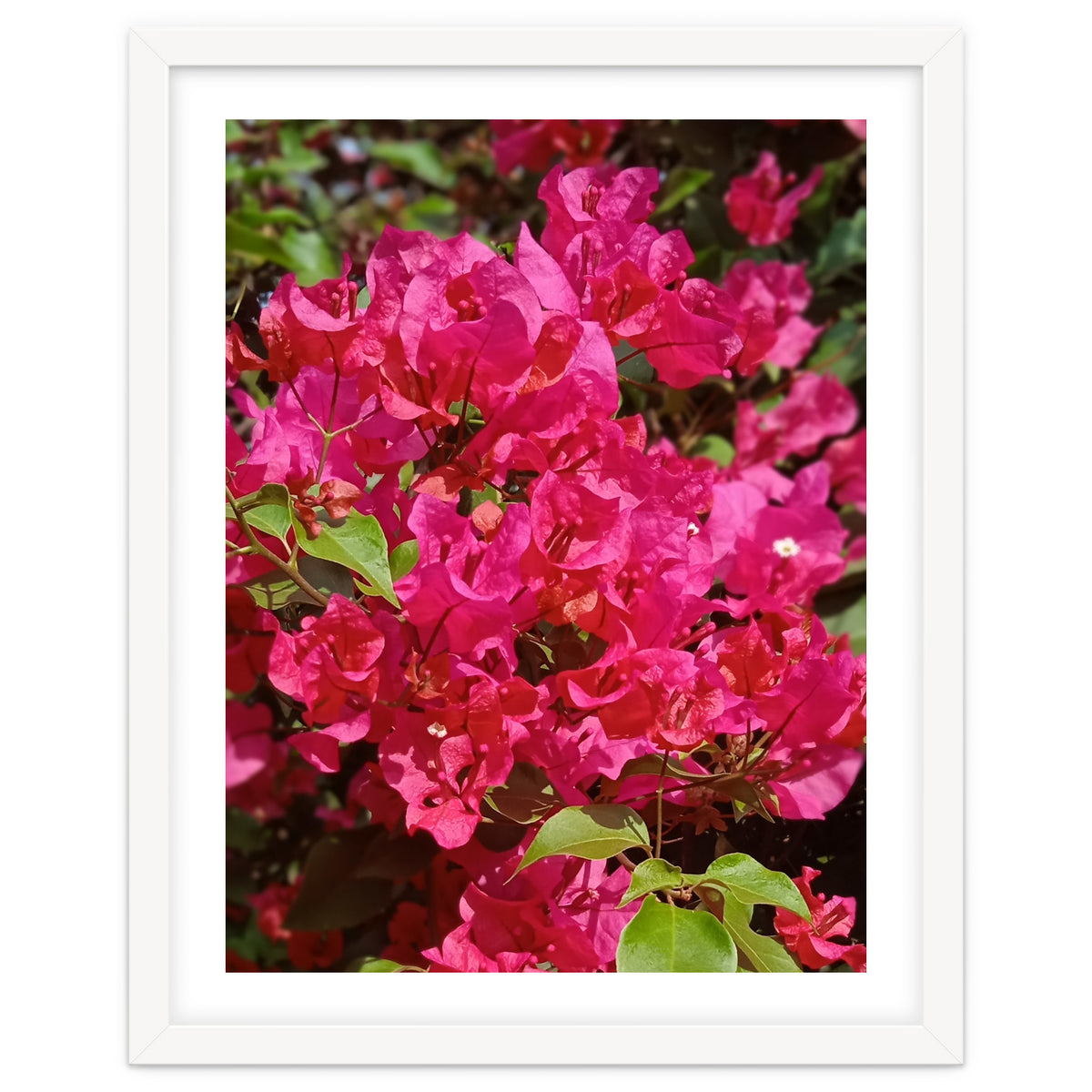 Pink Bougainvillea Flowers