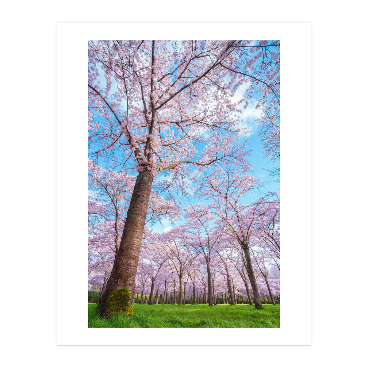 Spring in optima forma (Print Only)