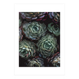 Succulent Plant Ii (Print Only) thumbnail