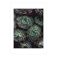 Succulent Plant Ii (Print Only)