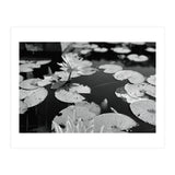 Lotus Pond | Black & White Landscape (Print Only) thumbnail