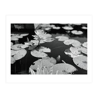 Lotus Pond | Black & White Landscape (Print Only)