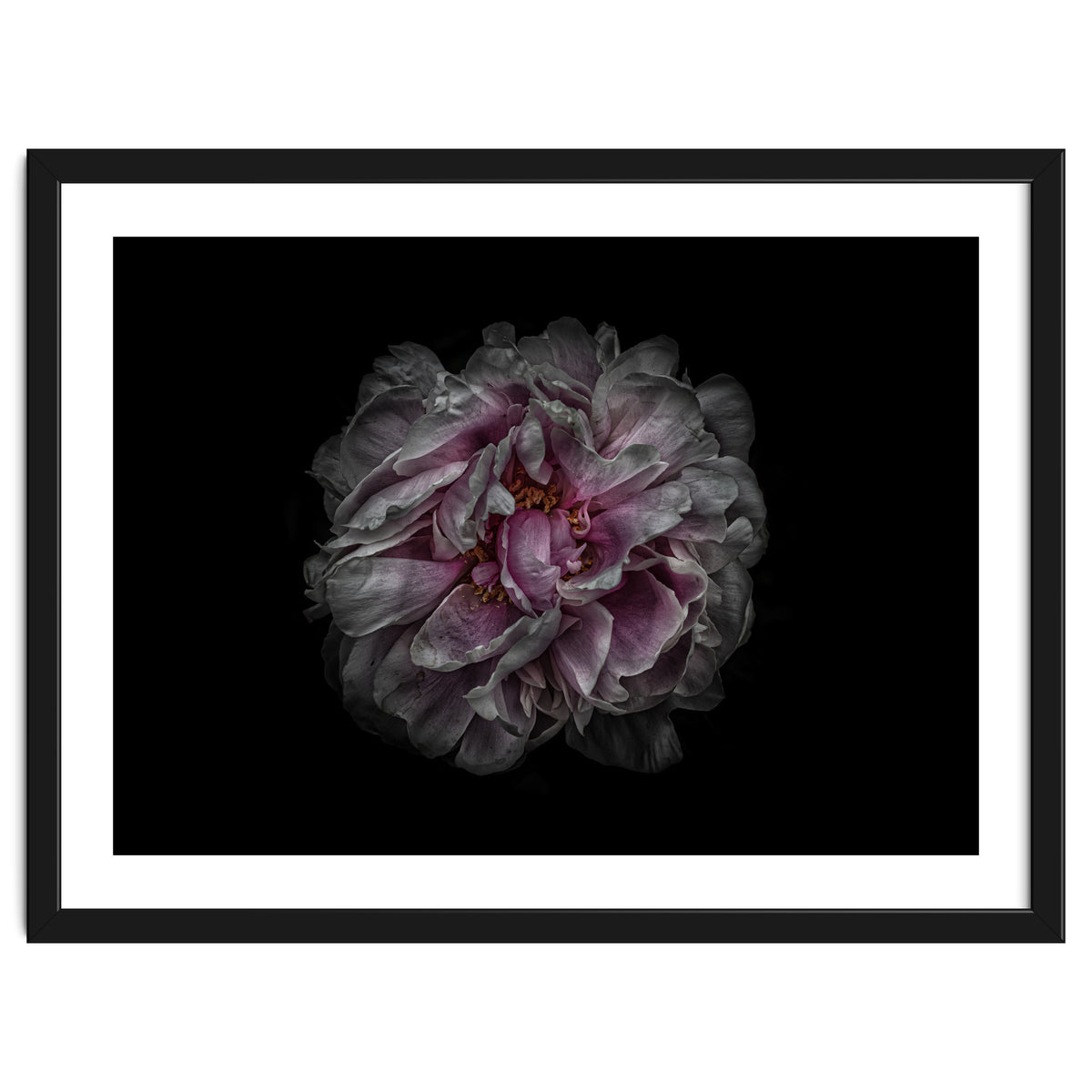 Backyard Flowers No 118 Color Version