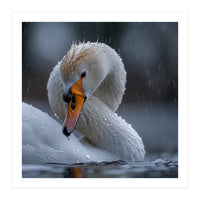 White Swan Bird With Water Droplets In Rain (Print Only)
