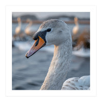 Majestic Swan Portrait In Snowy Waters (Print Only)