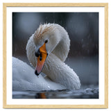 White Swan Bird With Water Droplets In Rain thumbnail