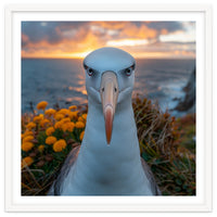 Albatross Bird With Intense Gaze By The Sea