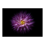 Backyard Flowers No 20 Color Flow Version (Print Only) thumbnail