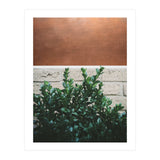 Plant + Copper (Print Only) thumbnail