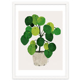 Pilea Plant thumbnail