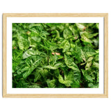 Green Arrow Head Plant Leaves thumbnail