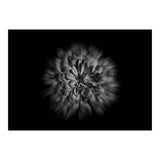 Backyard Flowers In Black And White No 48 Flow Version (Print Only) thumbnail