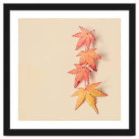 Maple In Pastel
