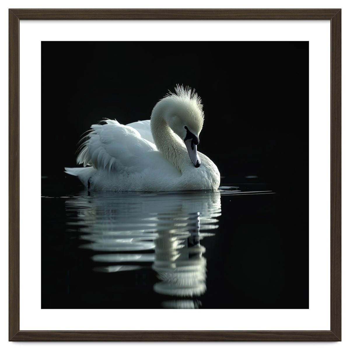 White Swan Gracefully Swimming In Dark Water
