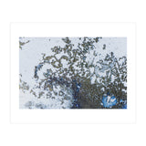 Coral Rising (Print Only) thumbnail