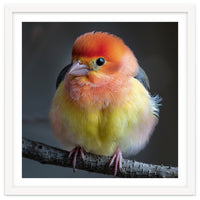 Beautiful Bird With Vibrant Orange And Yellow Plumage