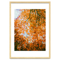 Autumn Leaves