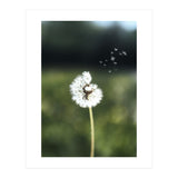 Dandelion Wish Photography (Print Only) thumbnail