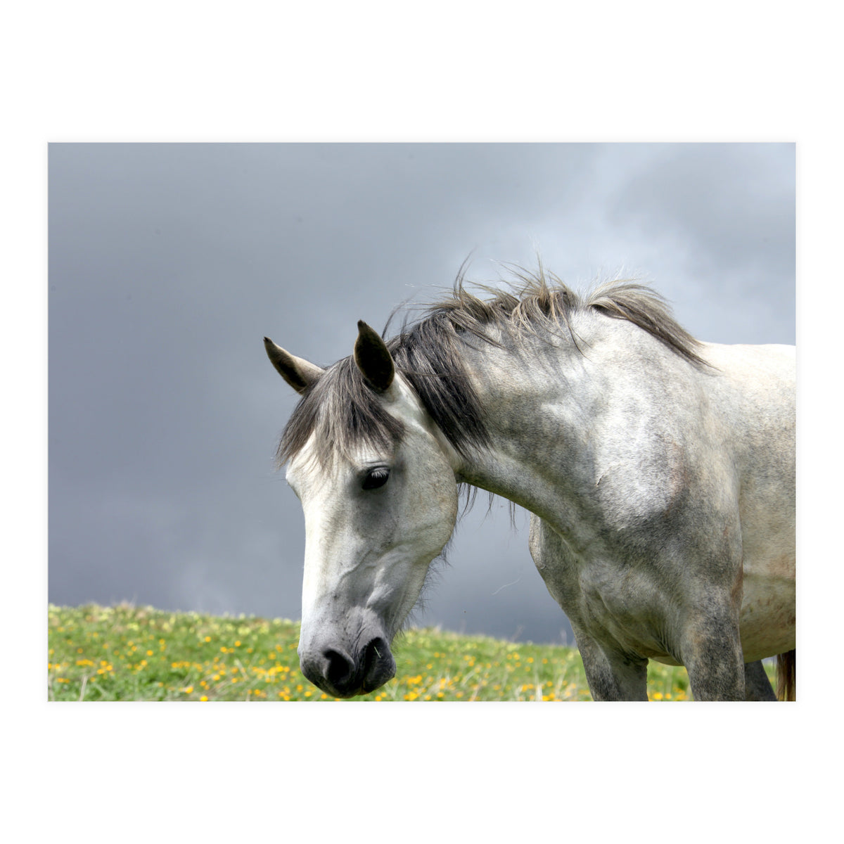 White Horse (Print Only)