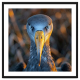 Great Blue Heron Closeup Dramatic Portrait thumbnail