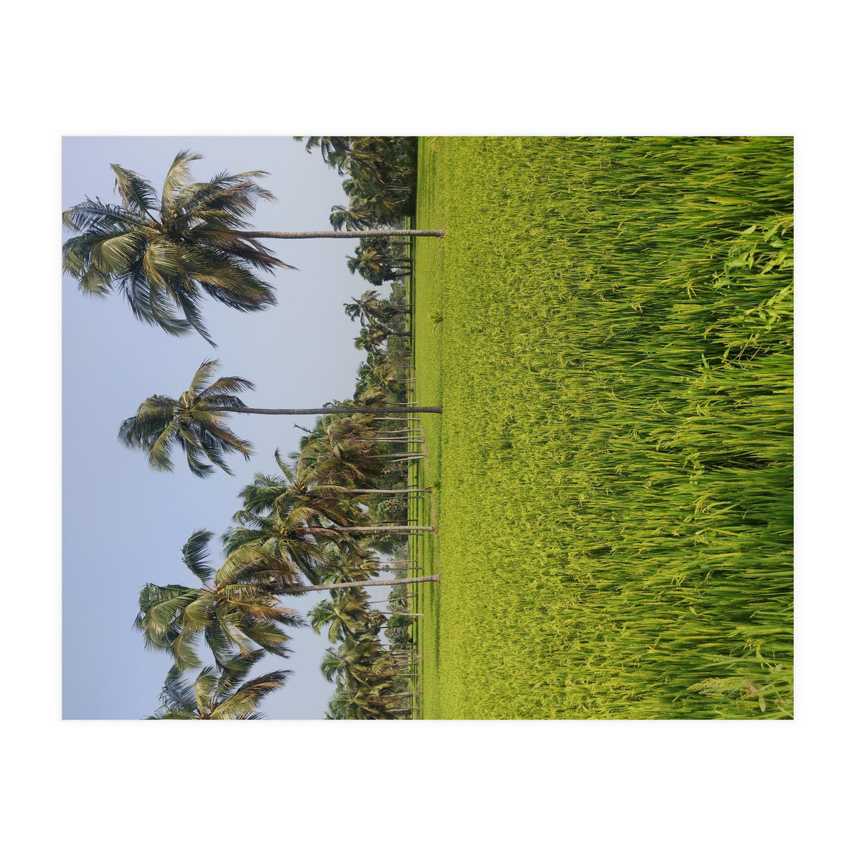 The Paddy Fields of Kerala, South India (Print Only)