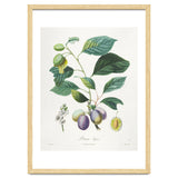 Henri-Louis Duhamel du Monceau – Prune Bifère (1808–1835) thumbnail