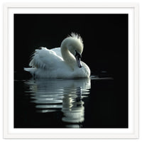 White Swan Gracefully Swimming In Dark Water