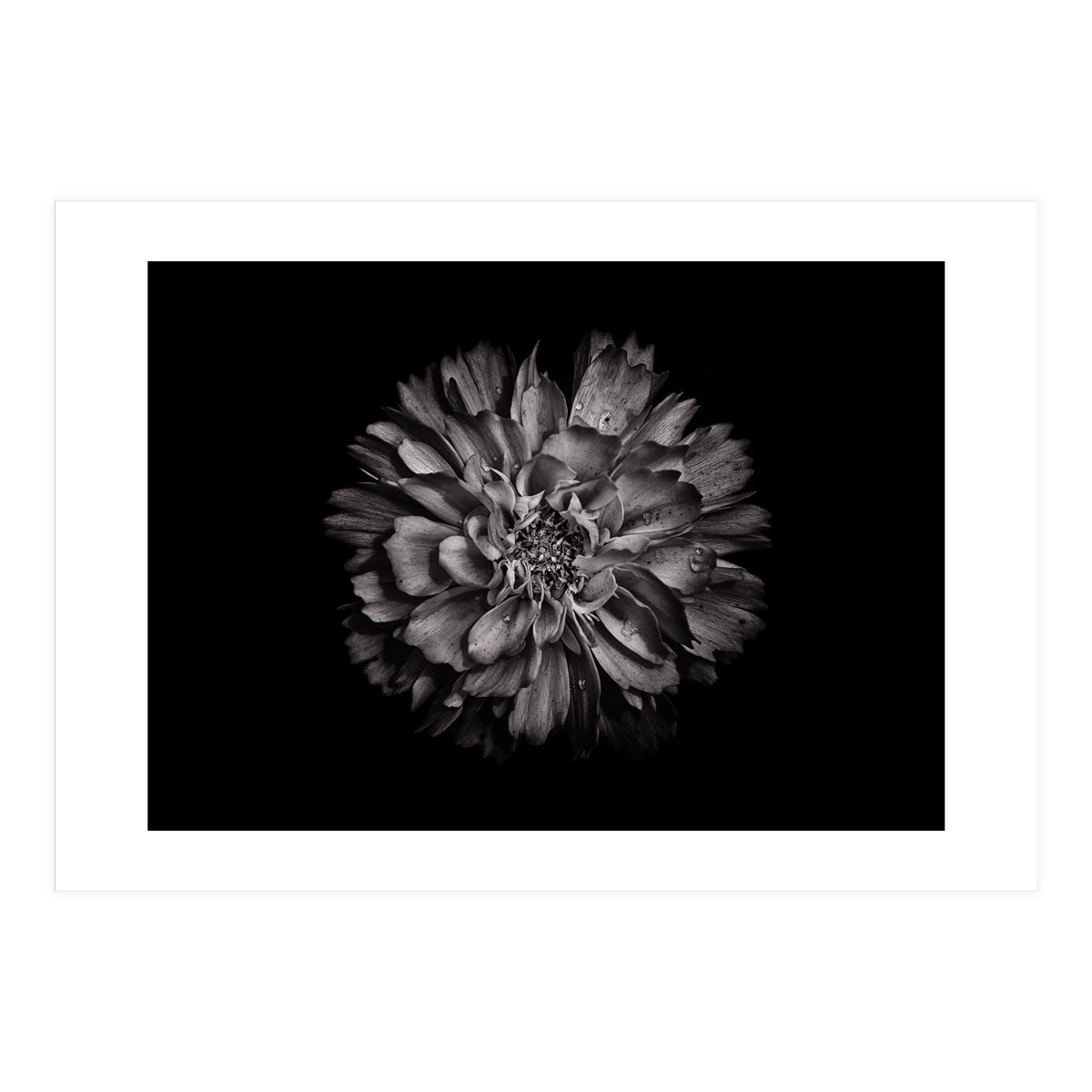 Backyard Flowers In Black And White No 79 (Print Only)