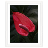 Red Anthurium Flower thumbnail