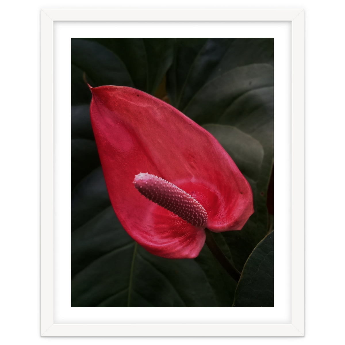 Red Anthurium Flower