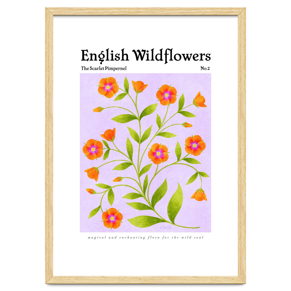 English Wildflowers | Scarlet Pimpernel