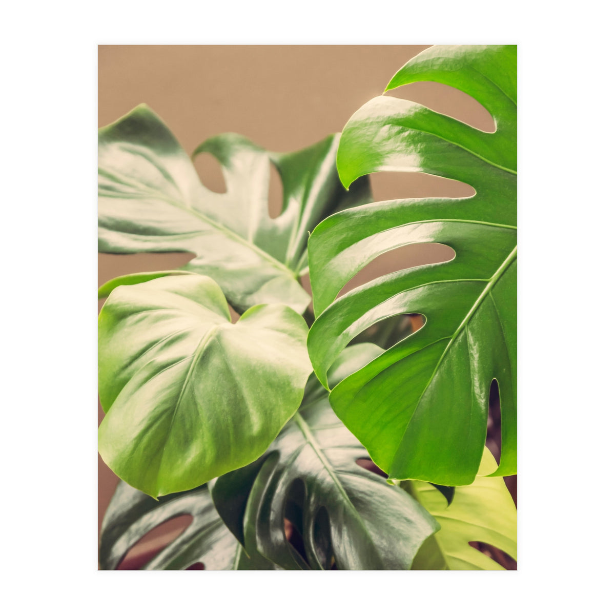 Monstera Mix (Print Only)
