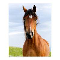 Brown Horse (Print Only)