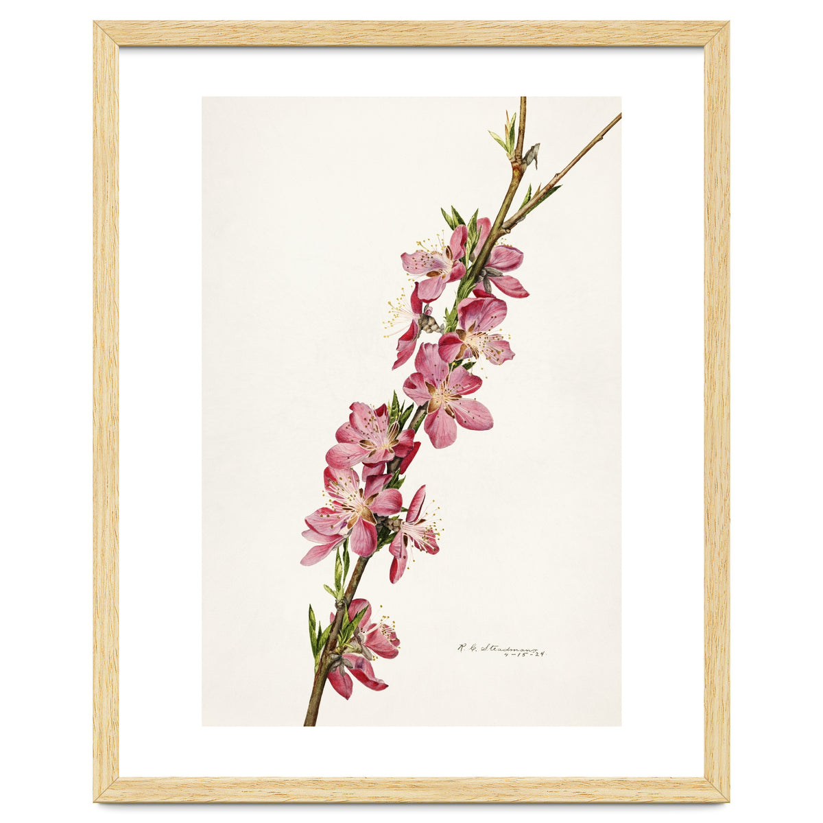 Royal Charles Steadman – Peach (Prunus persica) (1924)
