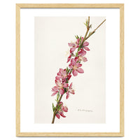 Royal Charles Steadman – Peach (Prunus persica) (1924)