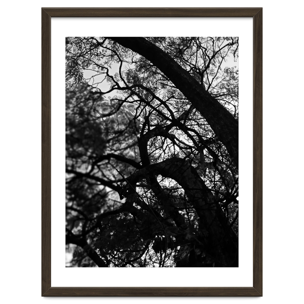 Tree Black Silhouette