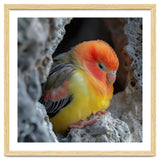 Cute Lovebird Perched On A Rock In A Cave thumbnail