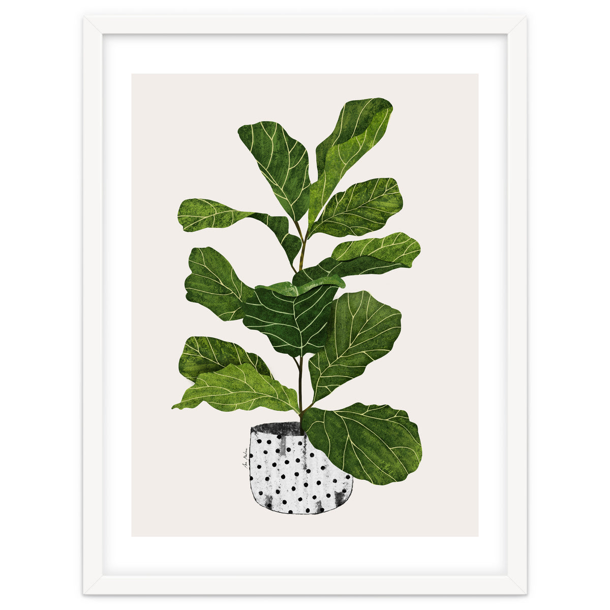 Fiddle Leaf Fig Tree Plant