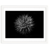 Backyard Flowers In Black And White No 20 Flow Version with Border thumbnail