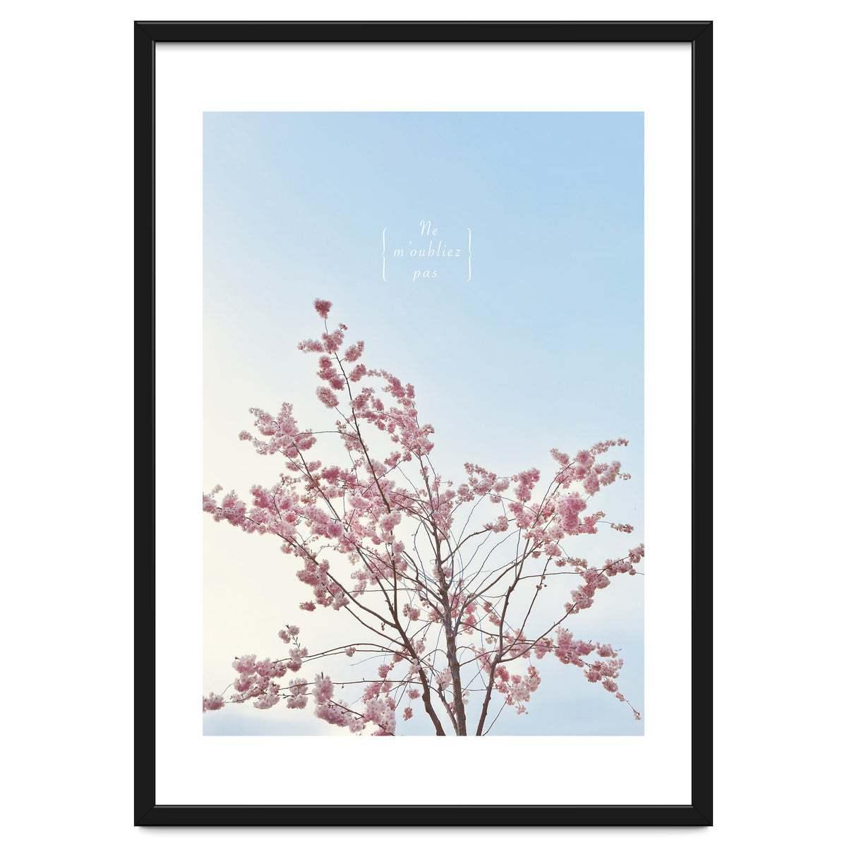 Sakura - cherry blossom