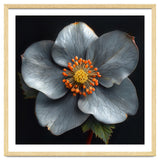 Hellebore | Silver Magic thumbnail