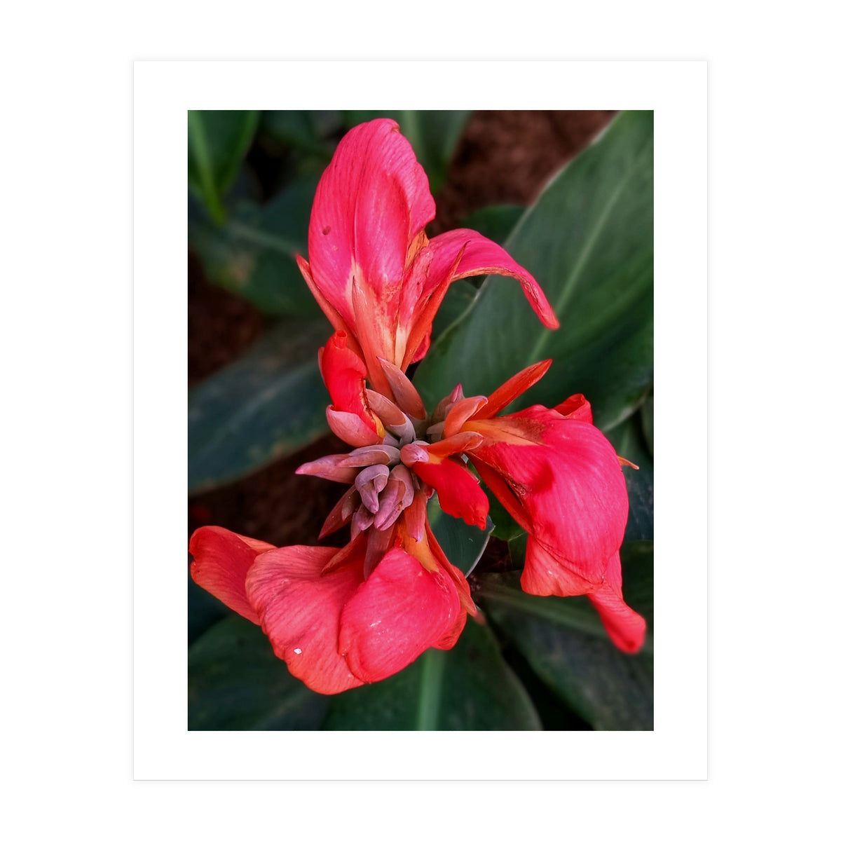 Red Indian Shot Flower (Print Only)