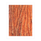 Tree Bark (Print Only) thumbnail