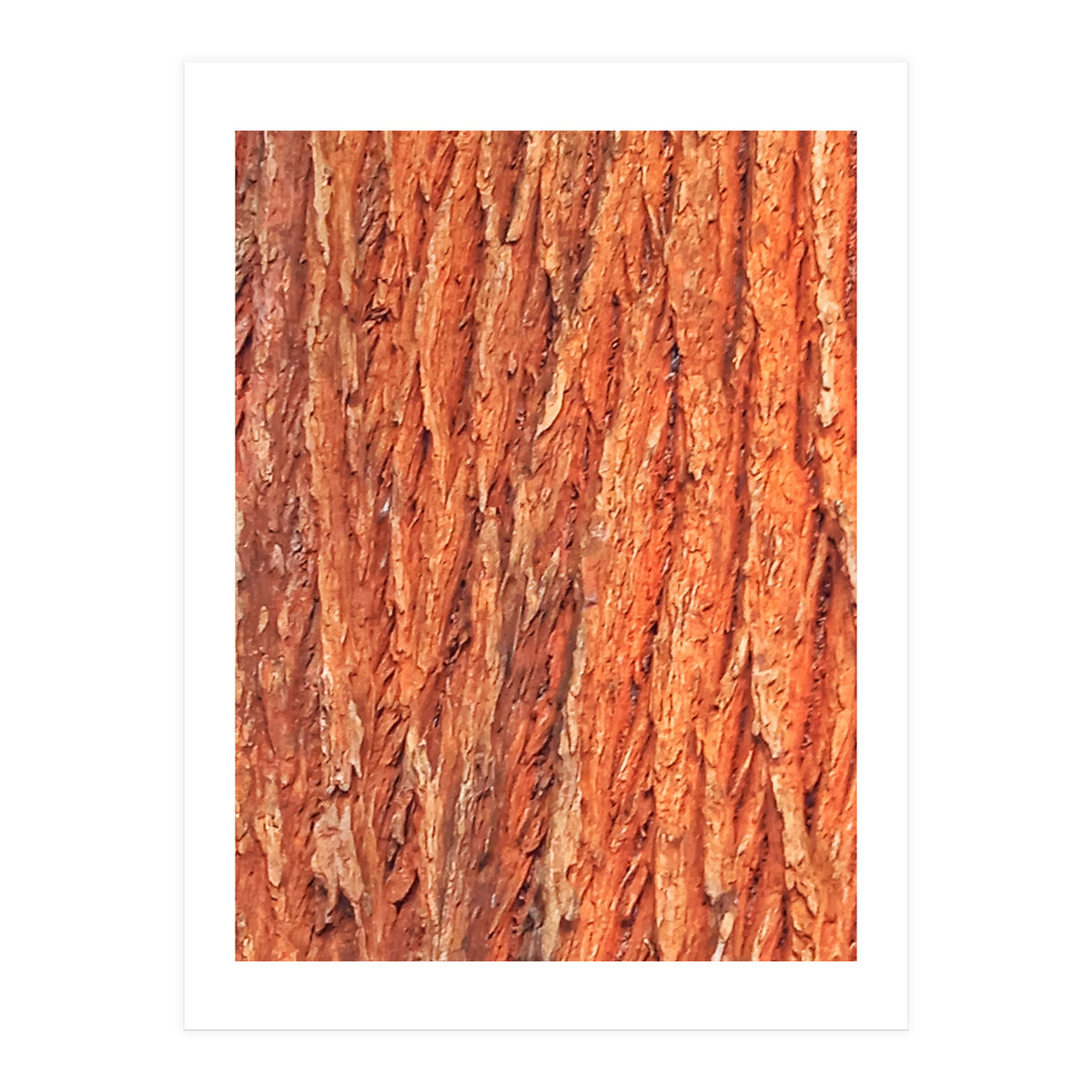 Tree Bark (Print Only)